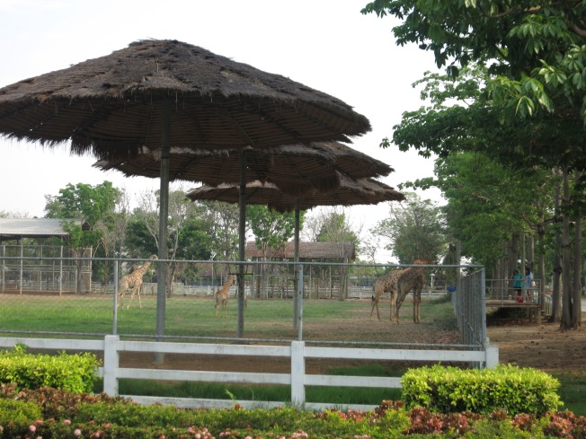 Zoo animals at Sukhothai Airport
