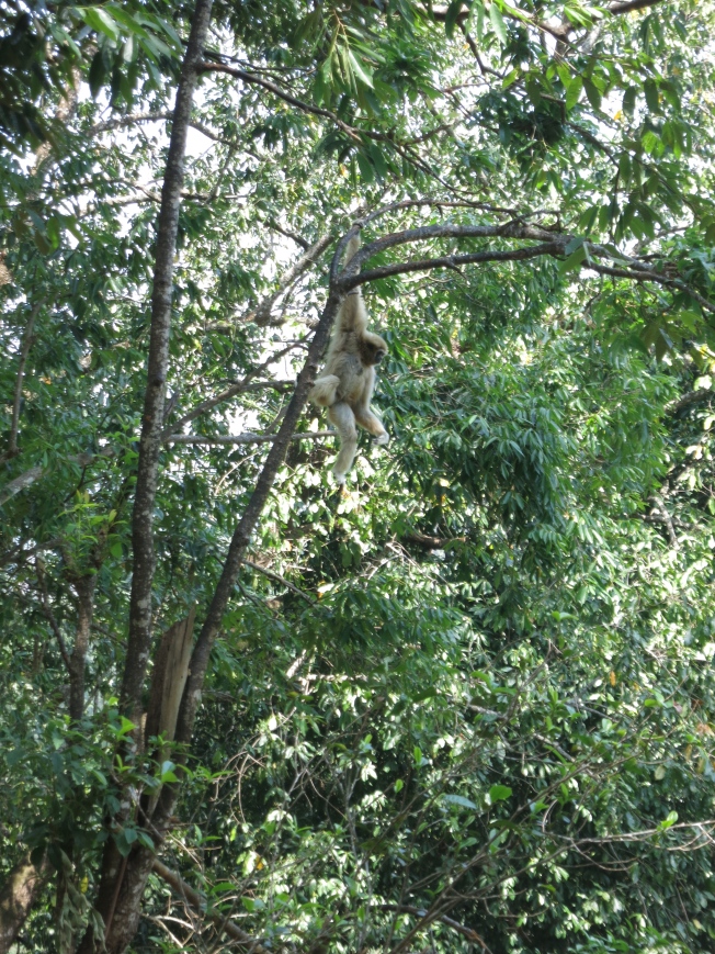 Female Gibbon Hanging Out
