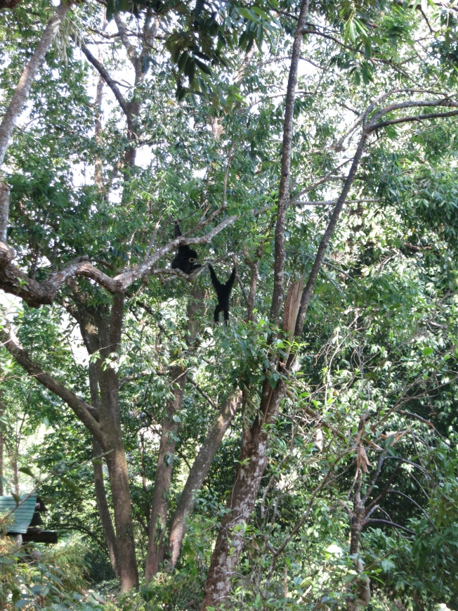 Male Gibbons Playing