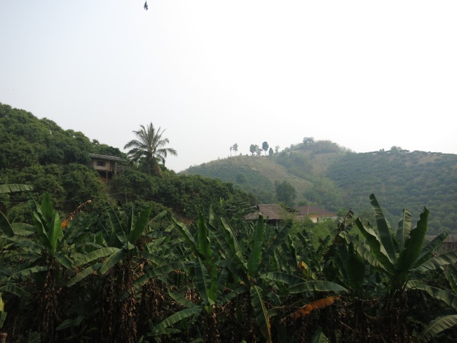 Akha Village hidden behind banana trees
