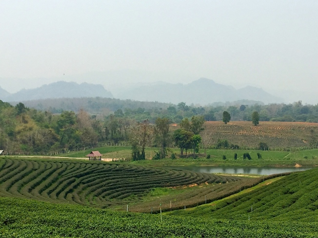 Chouifong Tea Plantation