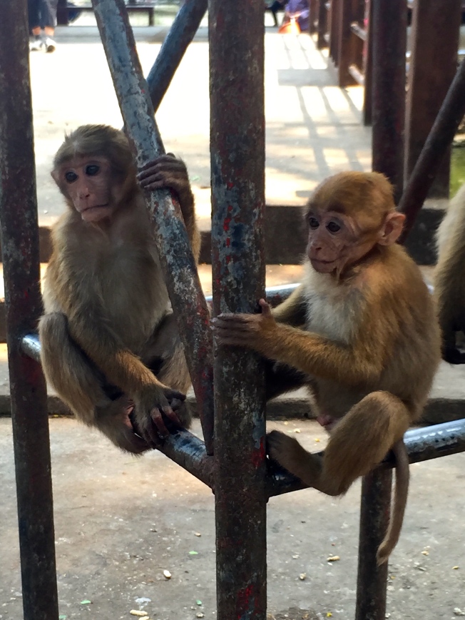 Monkeys at the Monkey Cave